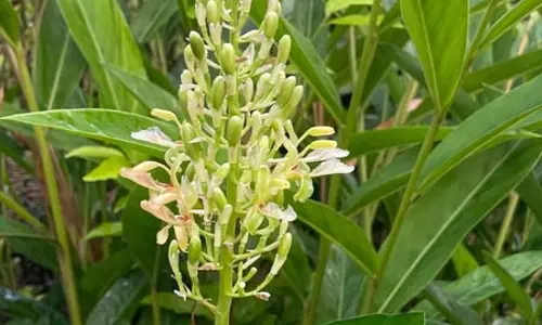 कुलंजन: अदरक जैसा दिखने वाला ये पौधा, आयुर्वेद में क्यों माना जाता है खास?