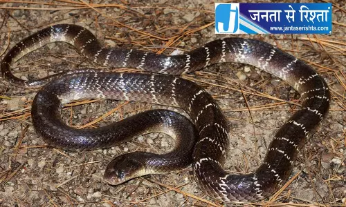 मंडी में सर्पदंश से दो भाई-बहनों की मौत मंडी में सर्पदंश से दो भाई-बहनों की मौत