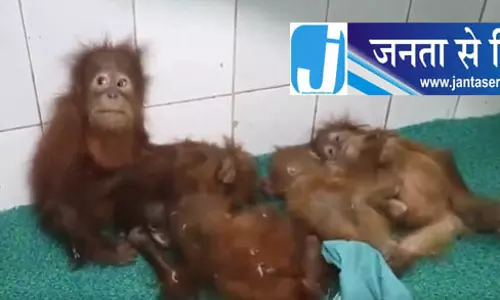 नंदनकानन में बेबी ओरंगुटान को बुखार, इलाज जारी नंदनकानन में बेबी ओरंगुटान को बुखार, इलाज जारी