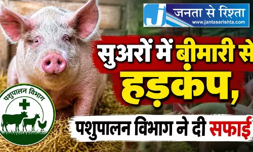 सुअरों में बीमारी से हड़कंप, पशुपालन विभाग ने दी सफाई सुअरों में बीमारी से हड़कंप, पशुपालन विभाग ने दी सफाई