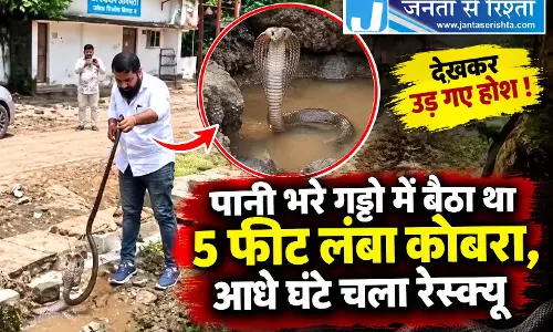 पानी भरे गड्ढे में बैठा था 5 फीट लंबा कोबरा, आधे घंटे चला रेस्क्यू पानी भरे गड्ढे में बैठा था 5 फीट लंबा कोबरा, आधे घंटे चला रेस्क्यू