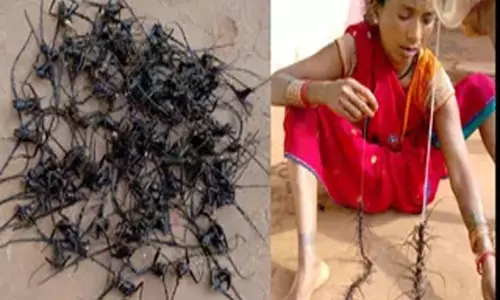 साल के पेड़ों का दुश्मन लौटा बोरर कीट ने बढ़ाई चिंता