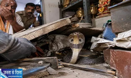 कबाड़ के नीचे छिपा था कोबरा देखते ही उड़ गए होश कबाड़ के नीचे छिपा था कोबरा देखते ही उड़ गए होश