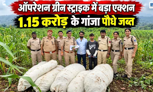 पहाड़ों के बीच गांजे की खेती का खुलासा, 26 हजार से ज्यादा पौधे जब्त