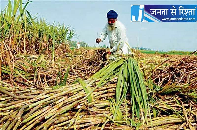 पंजाब में गन्ने का रकबा 1.16 लाख हेक्टेयर तक पहुंचा पंजाब में गन्ने का रकबा 1.16 लाख हेक्टेयर तक पहुंचा