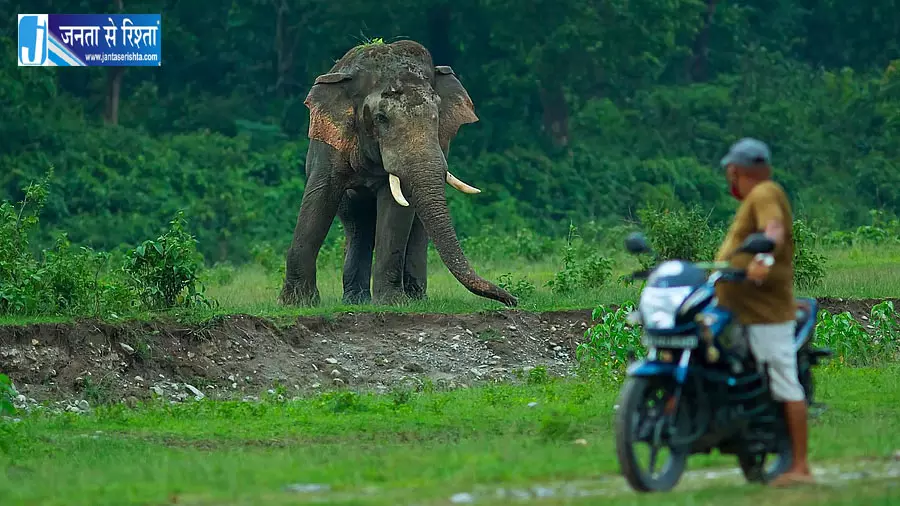 इंसान और हाथी के टकराव में 738 मौतें 25 साल के आंकड़ों ने बढ़ाई चिंता इंसान और हाथी के टकराव में 738 मौतें 25 साल के आंकड़ों ने बढ़ाई चिंता