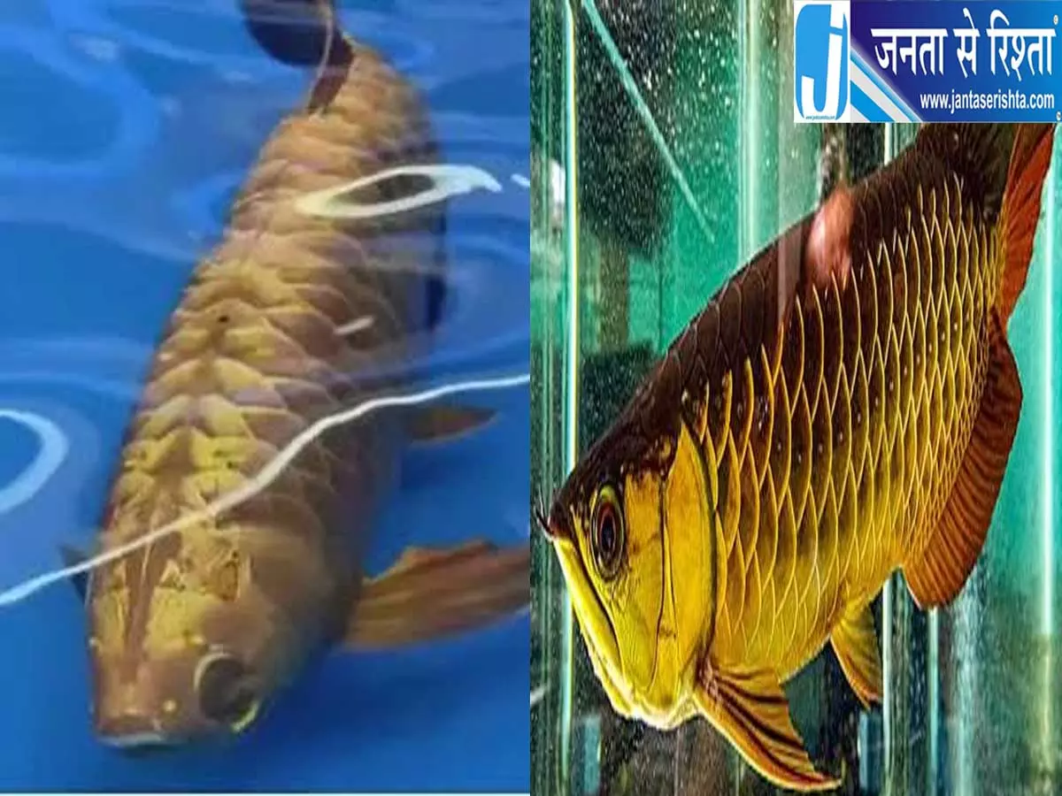 पानी के अंदर निगरानी का नया हथियार चीन ने बनाई रोबोटिक मछली पानी के अंदर निगरानी का नया हथियार चीन ने बनाई रोबोटिक मछली