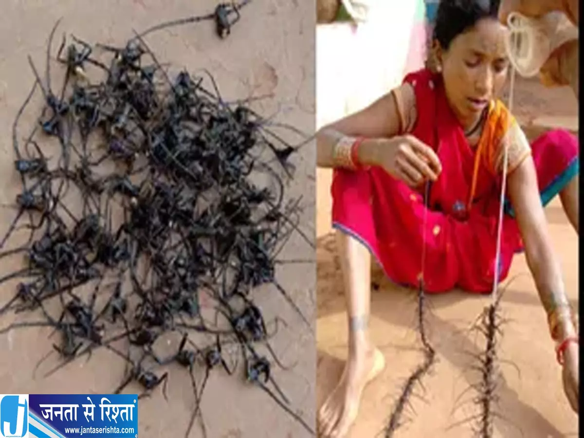 साल के पेड़ों का दुश्मन लौटा बोरर कीट ने बढ़ाई चिंता साल के पेड़ों का दुश्मन लौटा बोरर कीट ने बढ़ाई चिंता
