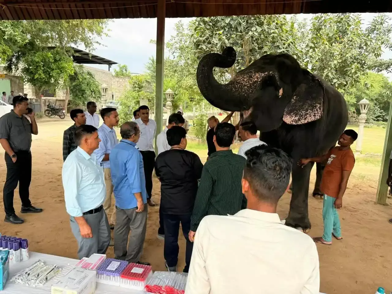 Jaipur: हाथी गांव में हाथियों के स्वास्थ्य को लेकर चिकित्सा शिविर Jaipur: हाथी गांव में हाथियों के स्वास्थ्य को लेकर चिकित्सा शिविर