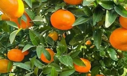 किन्नू की खेती को बढ़ावा, पौधों की कीमतों में तीन गुना बढ़ोतरी