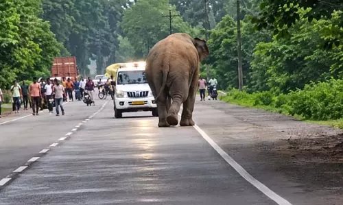 सेल्फी के चक्कर में हाथी से पंगा...हाईवे पर ऐसा नजारा दिखा