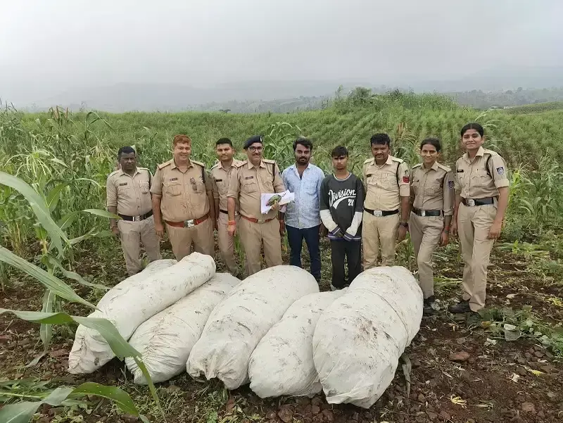 Bhopal: पुलिस ने 27 क्विंटल से अधिक गांजे की फसल नष्ट की