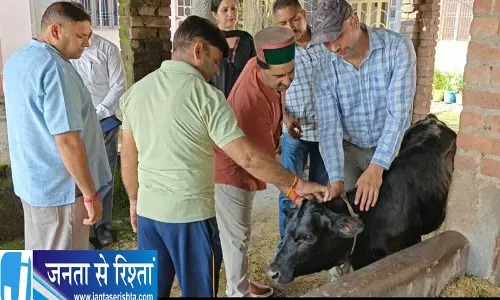 कांगड़ा में लंपी वायरस का कहर: 453 मामले आने से बढ़ा खतरा