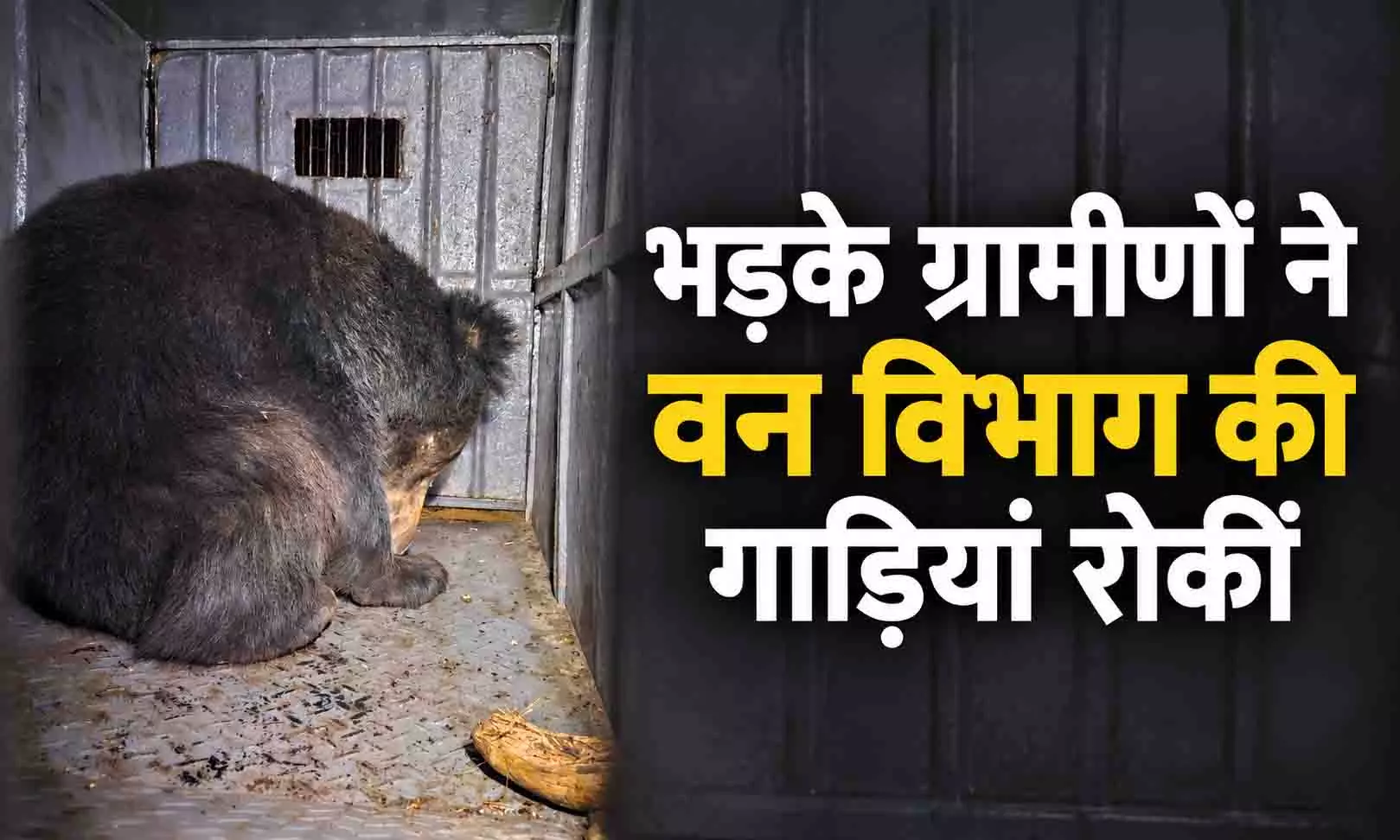 गांव के पास भालू छोड़ने का हुआ विरोध, अब पिंजरा लगाकर पकड़ेगा वन विभाग गांव के पास भालू छोड़ने का हुआ विरोध, अब पिंजरा लगाकर पकड़ेगा वन विभाग