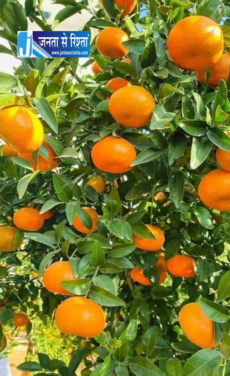 किन्नू की खेती को बढ़ावा, पौधों की कीमतों में तीन गुना बढ़ोतरी किन्नू की खेती को बढ़ावा, पौधों की कीमतों में तीन गुना बढ़ोतरी