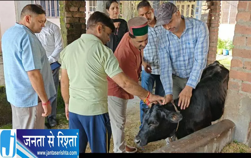कांगड़ा में लंपी वायरस का कहर: 453 मामले आने से बढ़ा खतरा कांगड़ा में लंपी वायरस का कहर: 453 मामले आने से बढ़ा खतरा