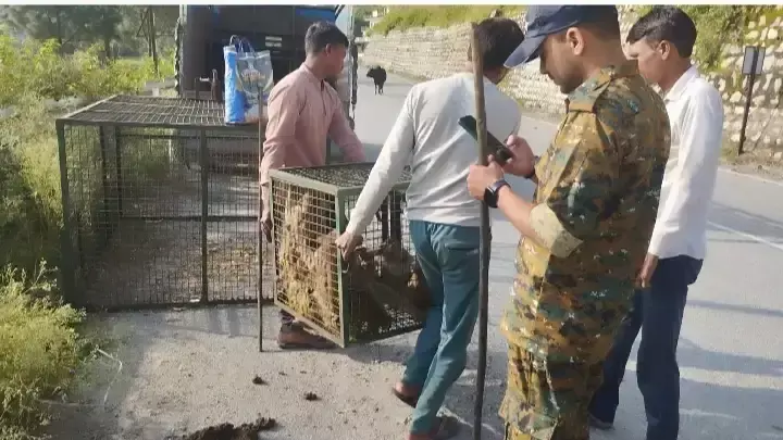 New Tehri: बंदरों के आतंक पर वन विभाग की कार्रवाई, 81 पकड़े