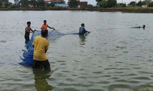 धान के साथ मछली पालन ने बदली किसानों की किस्मत धान के साथ मछली पालन ने बदली किसानों की किस्मत
