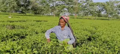असम की चाय में कीटनाशक की समस्या मजदूरों की सुरक्षा पर बड़ा सवाल असम की चाय में कीटनाशक की समस्या मजदूरों की सुरक्षा पर बड़ा सवाल