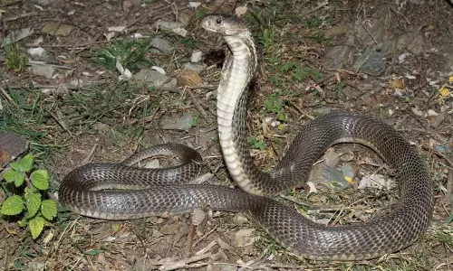 चंबा में कैस्पियन कोबरा के डसने से मौत