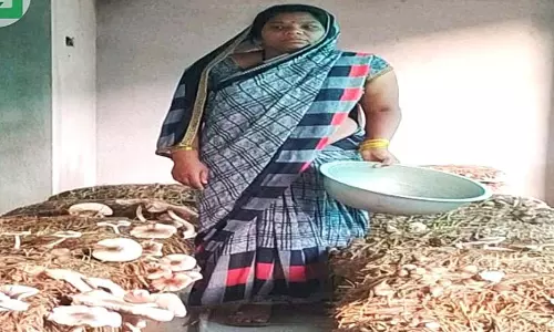 गरीबी से जुझ रही 14 महिलाओं ने समूह बनाकर आजीविका की नई राह गढ़ी गरीबी से जुझ रही 14 महिलाओं ने समूह बनाकर आजीविका की नई राह गढ़ी