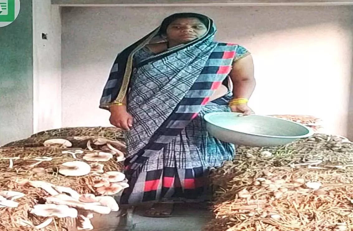 गरीबी से जुझ रही 14 महिलाओं ने समूह बनाकर आजीविका की नई राह गढ़ी गरीबी से जुझ रही 14 महिलाओं ने समूह बनाकर आजीविका की नई राह गढ़ी