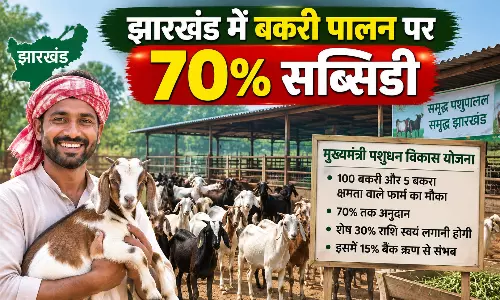 झारखंड में बकरी पालन पर 70% सब्सिडी