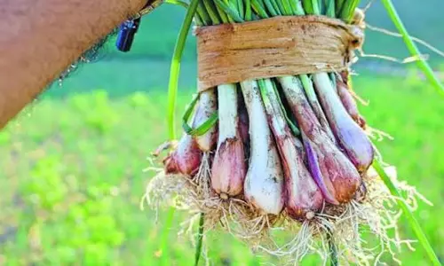 चिरू मारोई प्याज को वैज्ञानिक रूप से नई किस्म की मान्यता