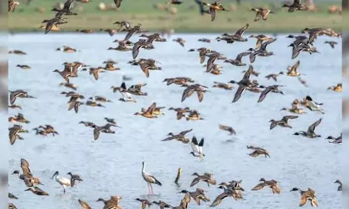 लोकटक झील की जनगणना में प्रवासी जलपक्षियों की संख्या घटी