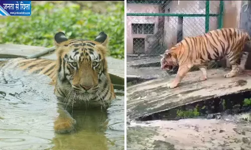 मुंबई के संजय गांधी नेशनल पार्क में बाघिन ‘बिजली’ की मौत, 18 साल से ज्यादा थी उम्र