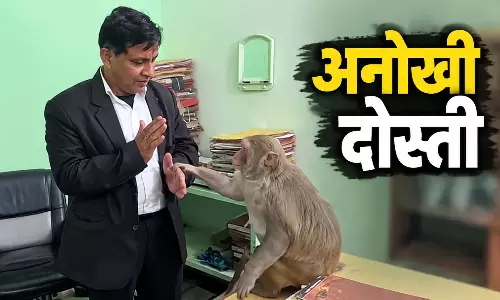 प्यार का रिश्ता: वकील साहब का खास दोस्त है बंदर, रोटी के लिए रोज पहुंचता है चेंबर