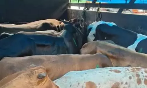 मेघालय: पशुओं के अवैध परिवहन से वसूली पर SIT जांच की मांग