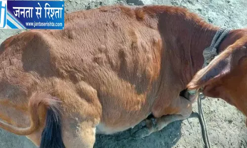 हरियाणा में लंपी वायरस का बढ़ता प्रकोप, 7577 गोवंश संक्रमित; 70 गायों की मौत