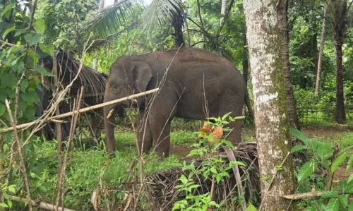 हाथी ओंकार टाम्बोक्सेम लौटा, ग्रामीणों ने किया दोस्ताना स्वागत