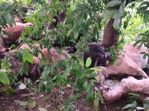 आकाशीय बिजली का कहर, 15 मवेशियों की मौत से किसान को बड़ा नुकसान आकाशीय बिजली का कहर, 15 मवेशियों की मौत से किसान को बड़ा नुकसान
