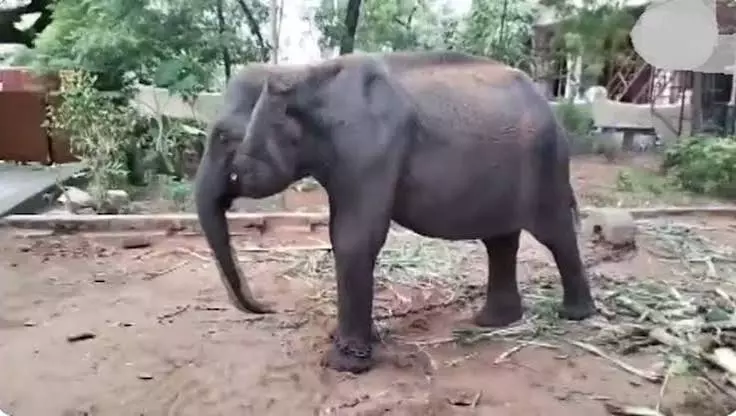 असम की हथिनी दुर्गा पहुँची मदुरै के मीनाक्षी मंदिर असम की हथिनी दुर्गा पहुँची मदुरै के मीनाक्षी मंदिर