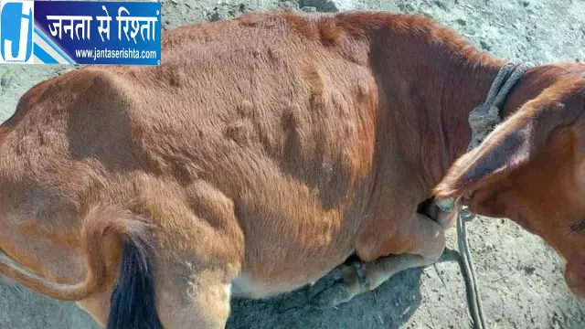 हरियाणा में लंपी वायरस का बढ़ता प्रकोप, 7577 गोवंश संक्रमित; 70 गायों की मौत हरियाणा में लंपी वायरस का बढ़ता प्रकोप, 7577 गोवंश संक्रमित; 70 गायों की मौत