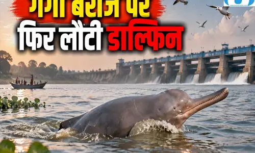 लंबे इंतजार के बाद गंगा बैराज पर लौटीं डॉल्फिन बिजनौर में दिखा खूबसूरत नजारा लंबे इंतजार के बाद गंगा बैराज पर लौटीं डॉल्फिन बिजनौर में दिखा खूबसूरत नजारा