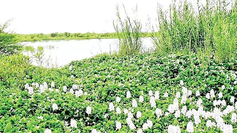 बाहरी पौधों की प्रजातियों को खत्म करने के लिए पांच टैंक चुने गए