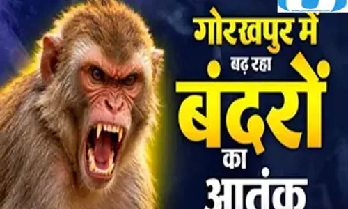 बंदर ने दौड़ाकर युवक पर किया हमला पेट में पंजा मारकर किया घायल बंदर ने दौड़ाकर युवक पर किया हमला पेट में पंजा मारकर किया घायल
