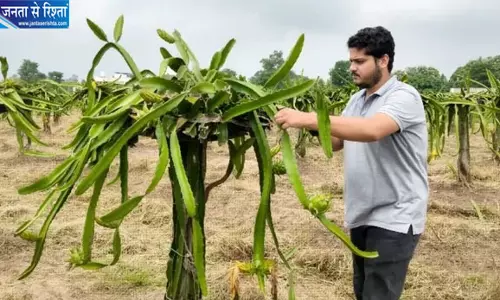 ड्रैगन फ्रूट की खेती से युवा किसान देवांश ने बदली तस्वीर ड्रैगन फ्रूट की खेती से युवा किसान देवांश ने बदली तस्वीर