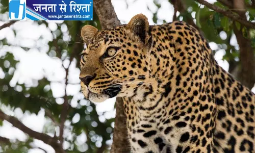 हिमाचल: आर्की में तेंदुए के हमले में वेल्डर की मौत हिमाचल: आर्की में तेंदुए के हमले में वेल्डर की मौत