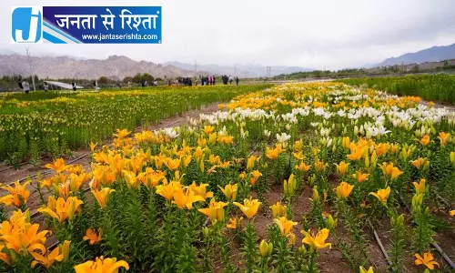Ladakh में 10,600 फीट ऊंचाई पर फूलों का अनोखा खेत
