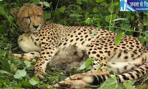 कूनो नेशनल पार्क में खुशखबरी, भारत में जन्मी मादा चीता ने चार शावकों को दिया जन्म कूनो नेशनल पार्क में खुशखबरी, भारत में जन्मी मादा चीता ने चार शावकों को दिया जन्म