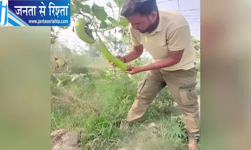 उद्यान विभाग की योजना से बदली किसान डिम्पल सिंह की किस्मत उद्यान विभाग की योजना से बदली किसान डिम्पल सिंह की किस्मत