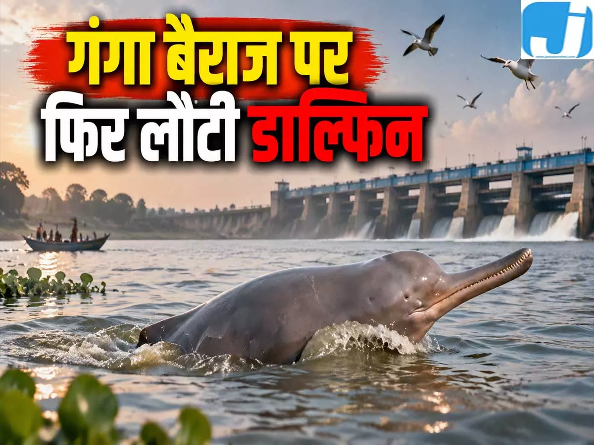 लंबे इंतजार के बाद गंगा बैराज पर लौटीं डॉल्फिन बिजनौर में दिखा खूबसूरत नजारा लंबे इंतजार के बाद गंगा बैराज पर लौटीं डॉल्फिन बिजनौर में दिखा खूबसूरत नजारा
