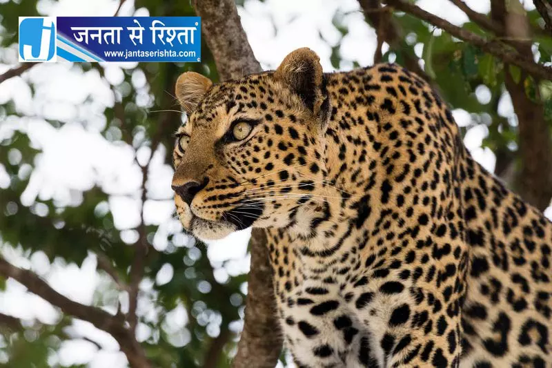 हिमाचल: आर्की में तेंदुए के हमले में वेल्डर की मौत हिमाचल: आर्की में तेंदुए के हमले में वेल्डर की मौत