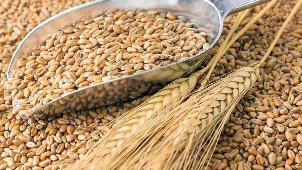Chandigarh: गेहूं बीज की दरों को लेकर सरकार ने जारी की सूची