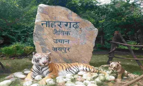 Jaipur: जांच में रेंजर समेत तीन कार्मिकों की लापरवाही सामने आई Jaipur: जांच में रेंजर समेत तीन कार्मिकों की लापरवाही सामने आई