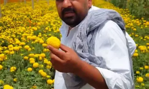 सिरसा किसान की खेती का अनोखा मॉडल
